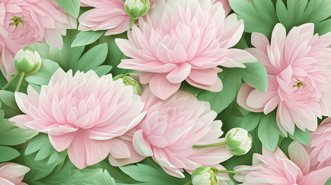 粉色清新唯美的牡丹菊