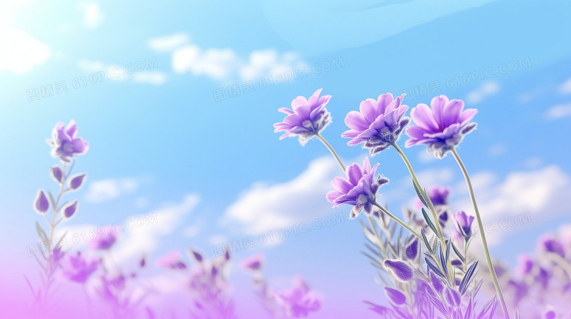 唯美紫色薰衣草花朵