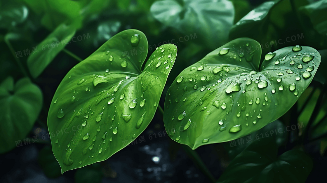 巨大的绿色植物叶子上挂着透明的水珠创意图片