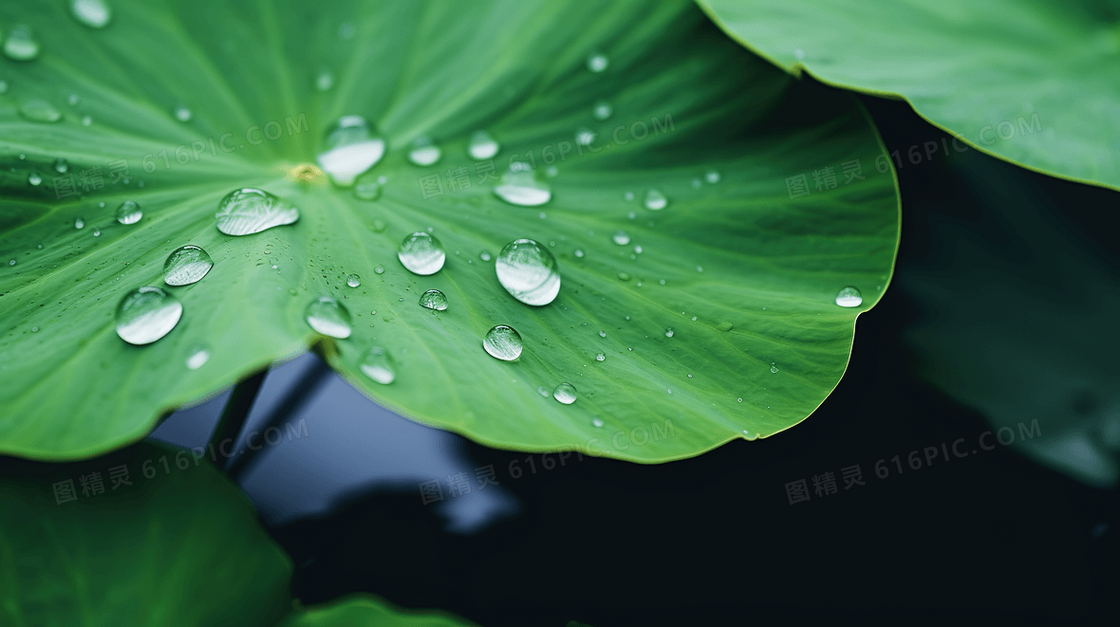 夏日雨后池塘荷叶水珠特写图片