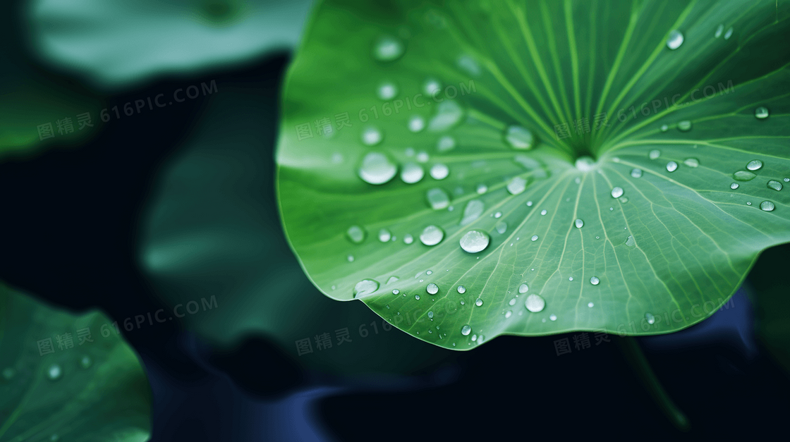 夏日雨后池塘荷叶水珠特写图片