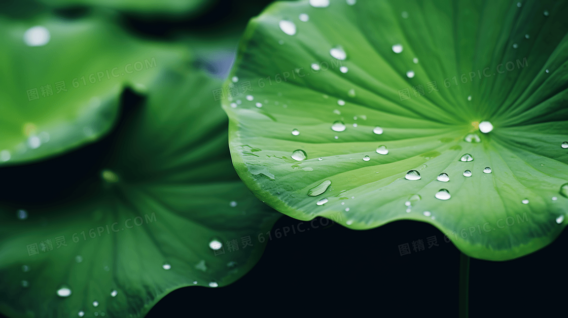 夏日雨后池塘荷叶水珠特写图片