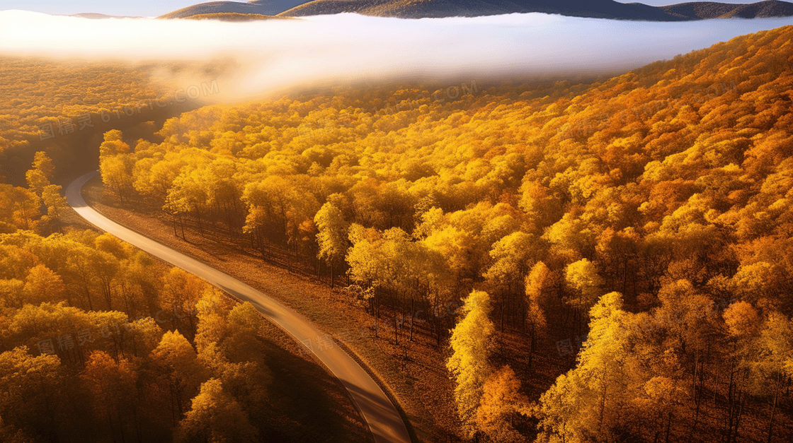 秋季森林中的道路美景