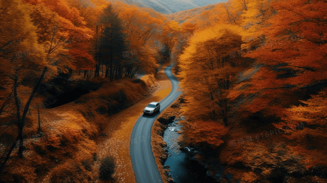 秋季森林中的道路美景