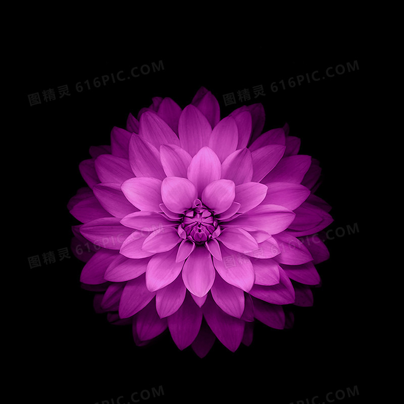 紫色花朵模板
