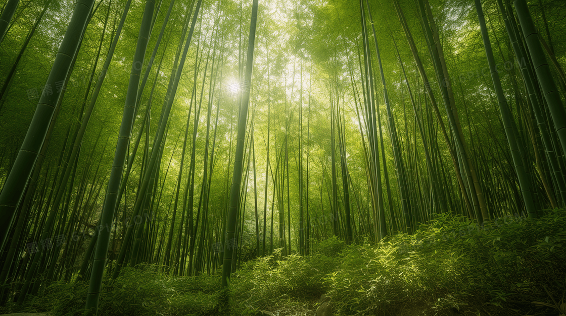 密不透风的绿色竹林风景图片