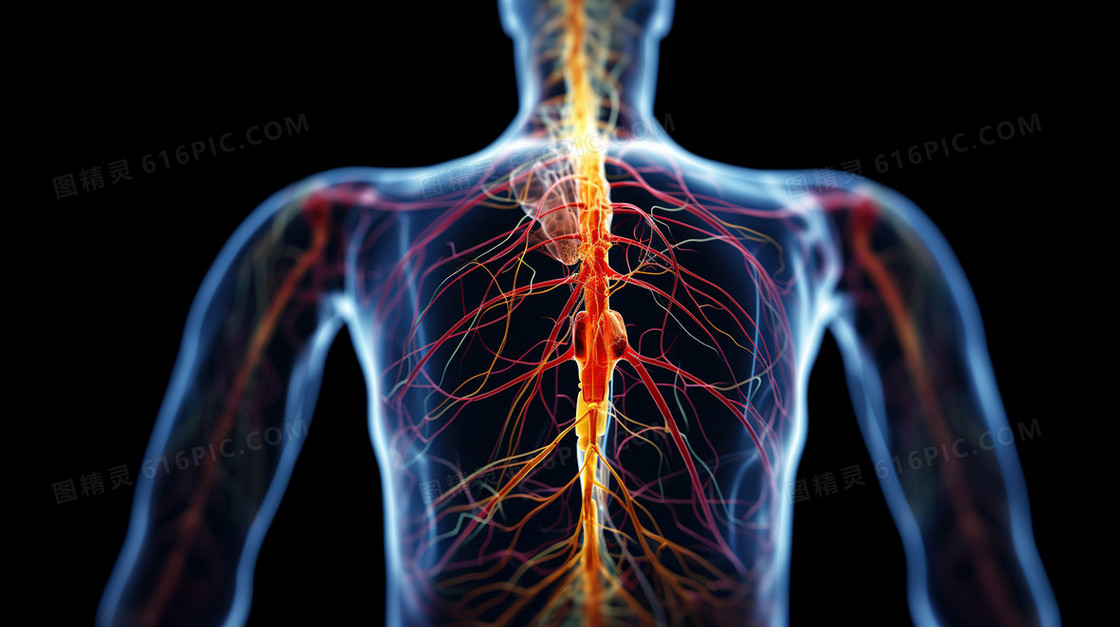 人体神经系统传递透视图