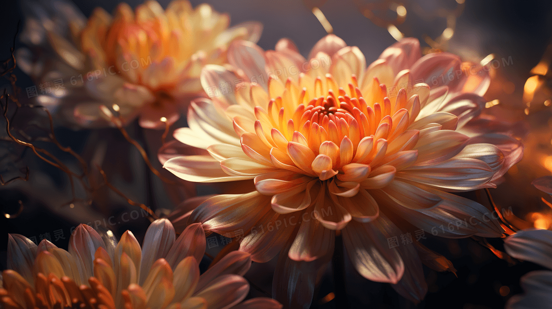 盛开的菊花写实插画