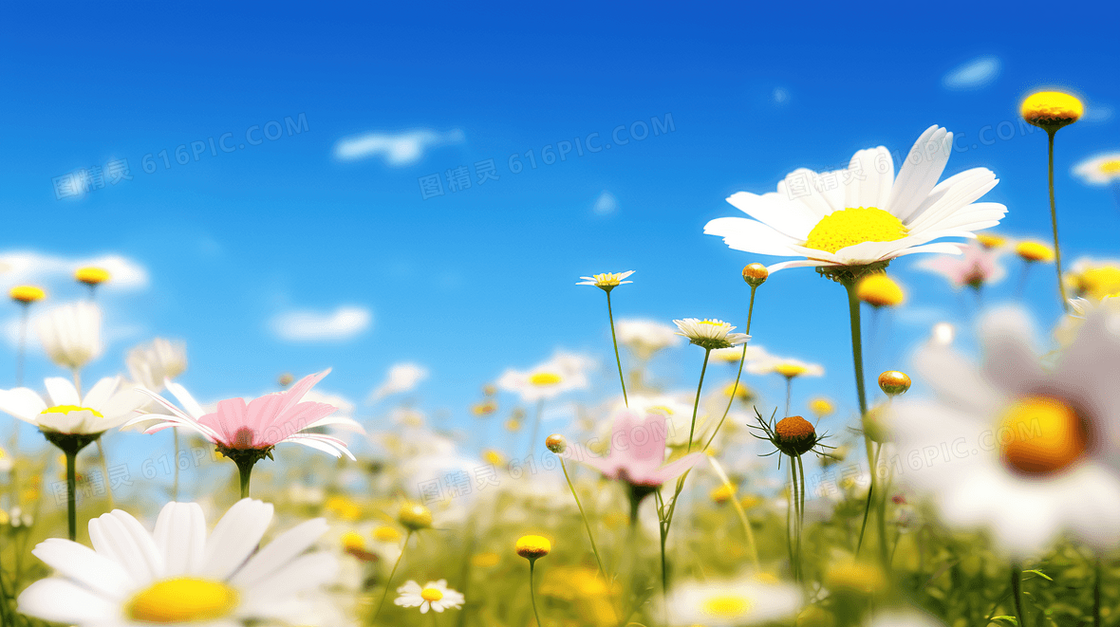 蓝天白云下清新唯美的野花图片