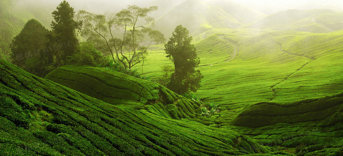 绿色茶田背景