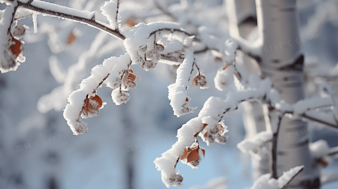 被雪覆盖的桦树树枝特写图片