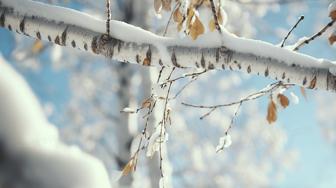 被雪覆盖的桦树树枝特写图片