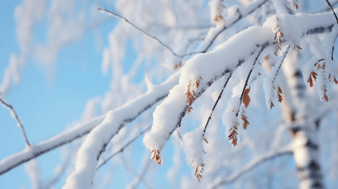 被雪覆盖的桦树树枝特写图片