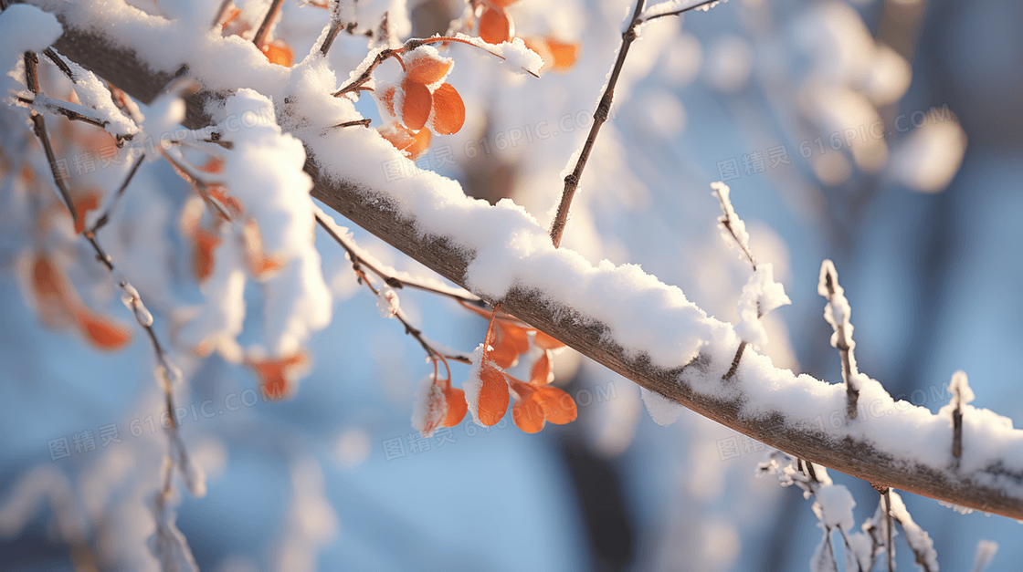 被雪覆盖的桦树树枝特写图片