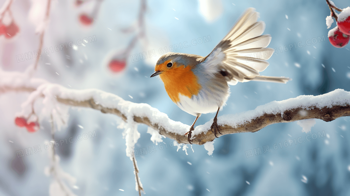 雪树上美丽的知更鸟插画