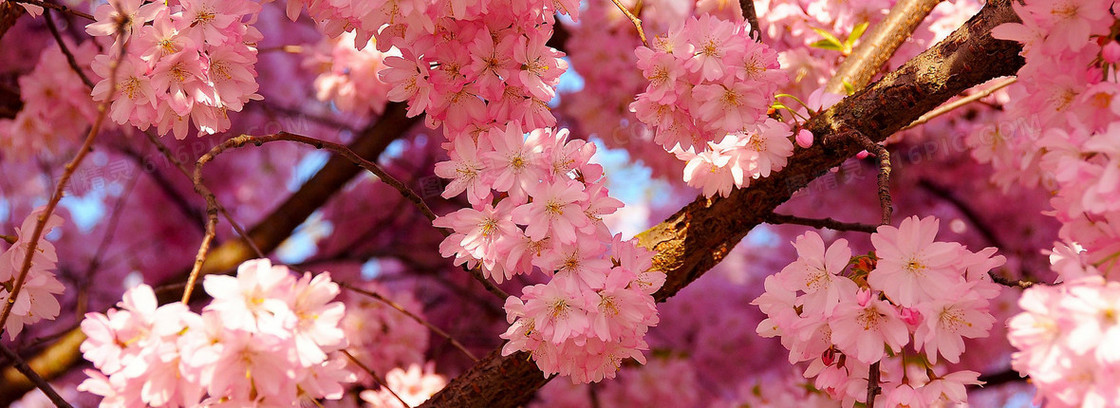 桃花背景