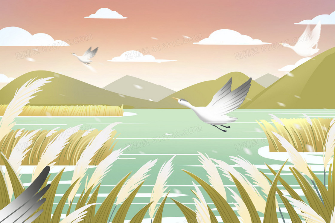 秋日白鹭飞在芦苇丛中插画