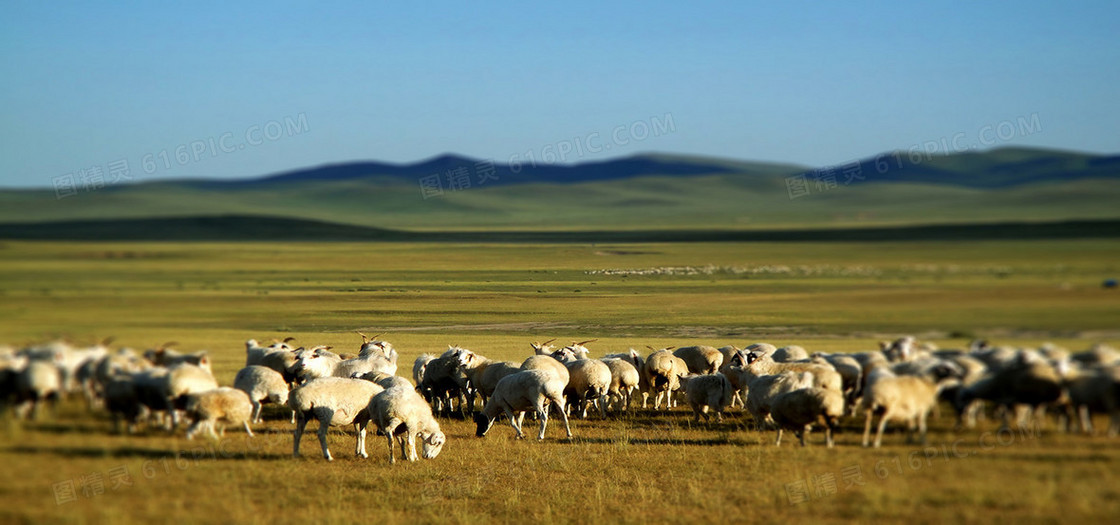 内蒙古草原上的羊