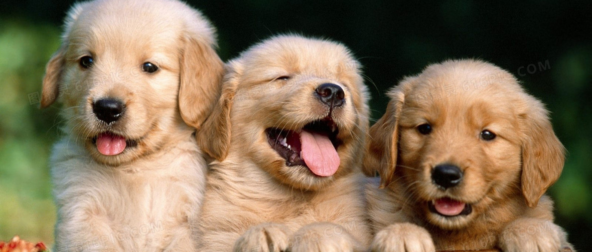 宠物海报背景图片下载_免费高清宠物海报背景设计素材_图精灵