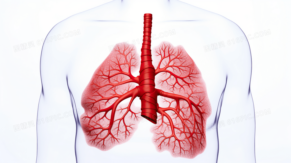 预防肺部疾病医疗健康身体器官插画