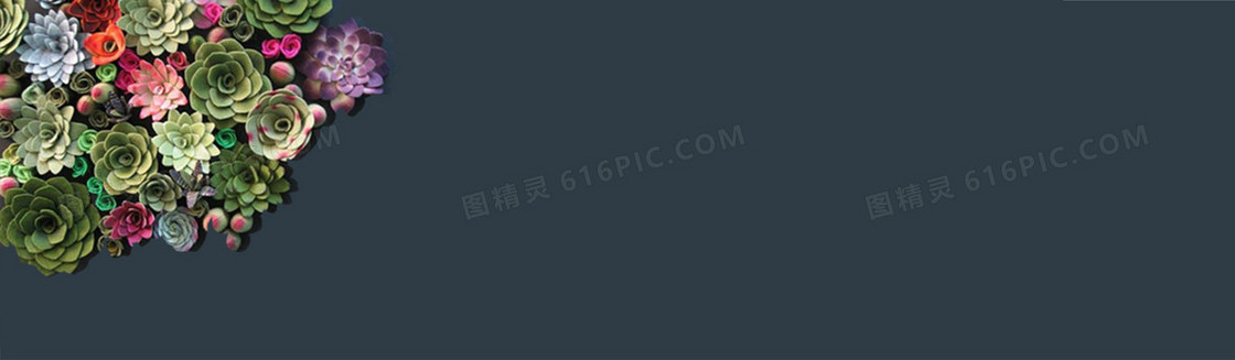 多肉banner图片