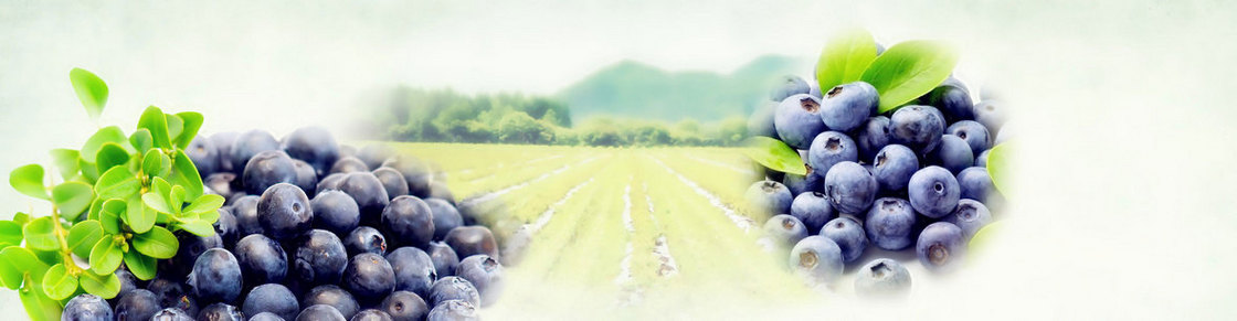 葡萄  菜地背景banner