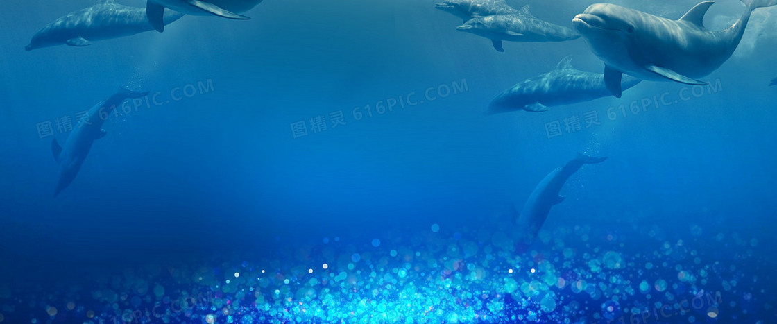 海豚海底66