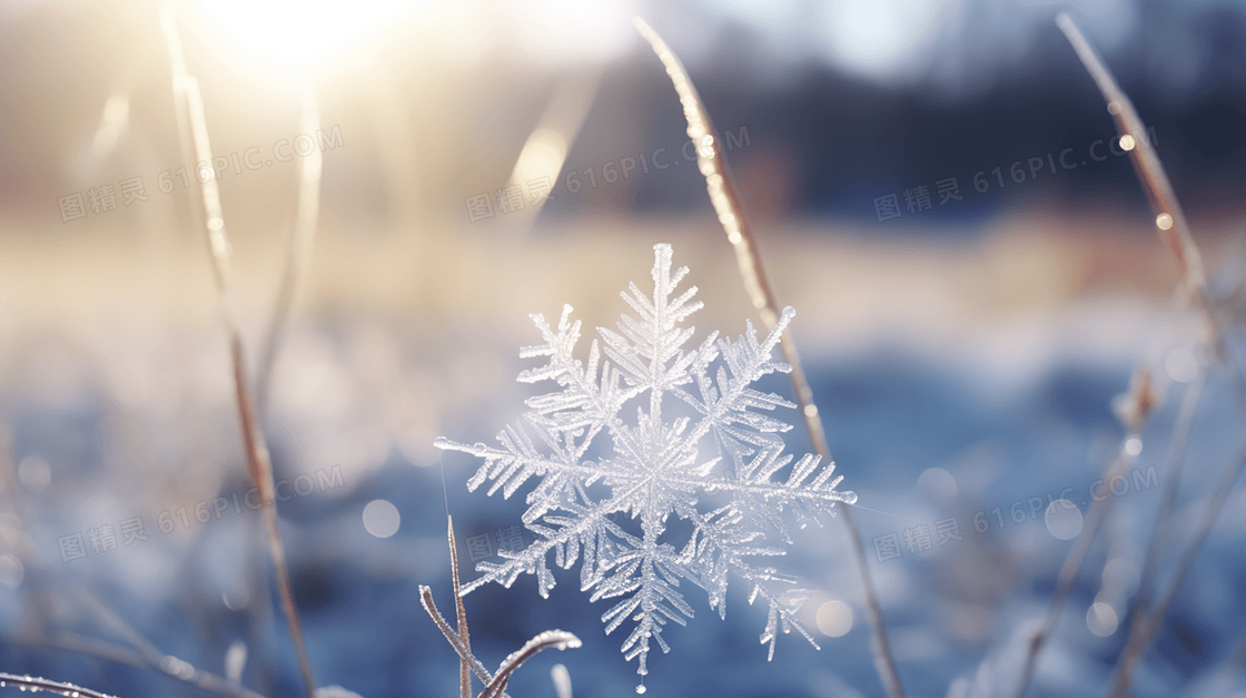 冬天雪地上的雪花概念图片