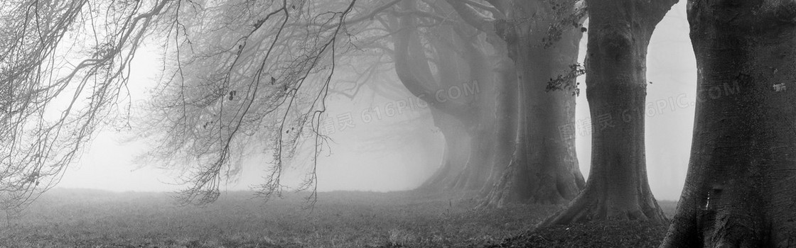 摄影灰色雾霾里的树木