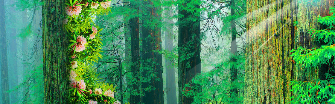 梦幻树林背景