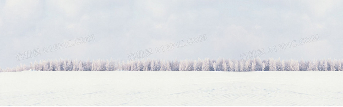 雪地松树背景