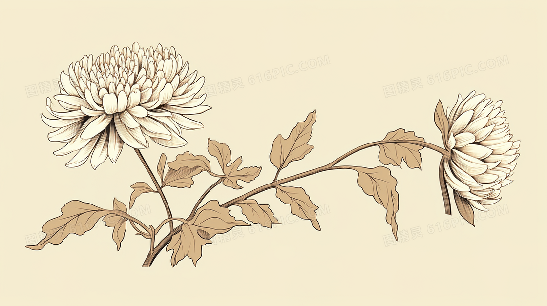 杏色简约菊花花卉图案插画