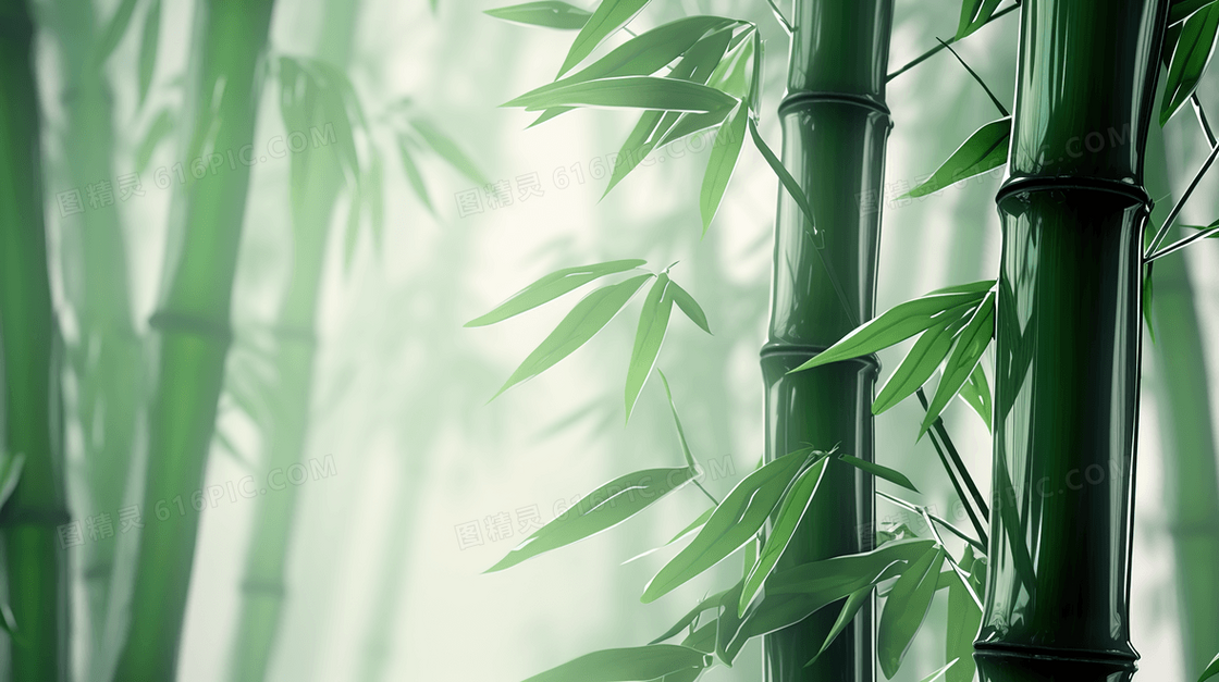 翠绿的竹林里的雾气插画