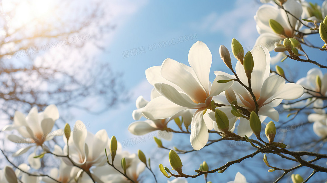唯美春季蓝天白云下绽放的海棠花插画