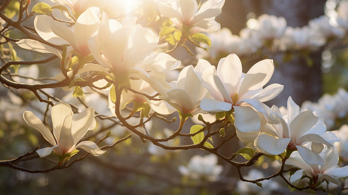 唯美春季阳光下绽放的海棠花插画