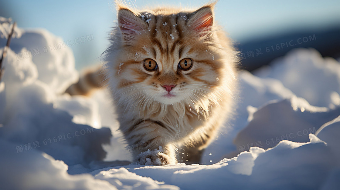 冬天雪地里阳光下一只可爱的小猫咪插画