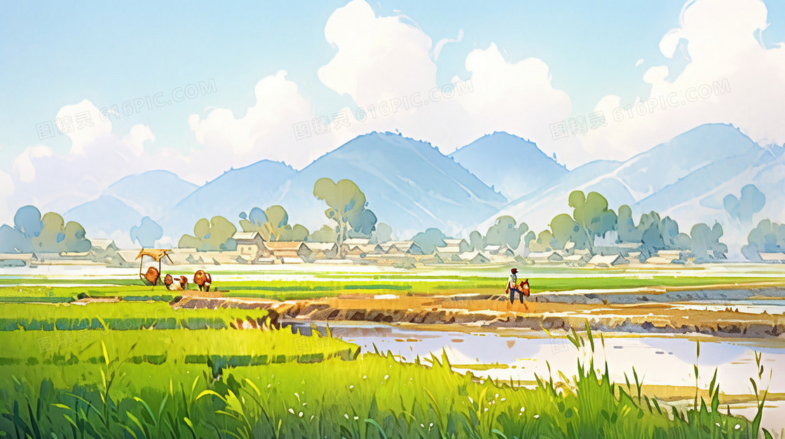 春季乡村里的水稻田插画