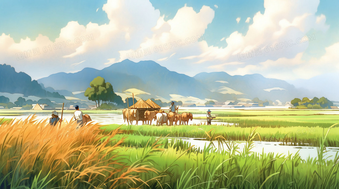 春季乡村里的水稻田插画
