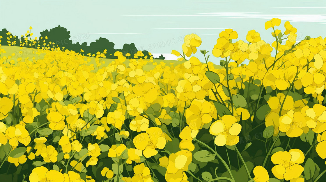 春天金黄色的油菜花田风景插画