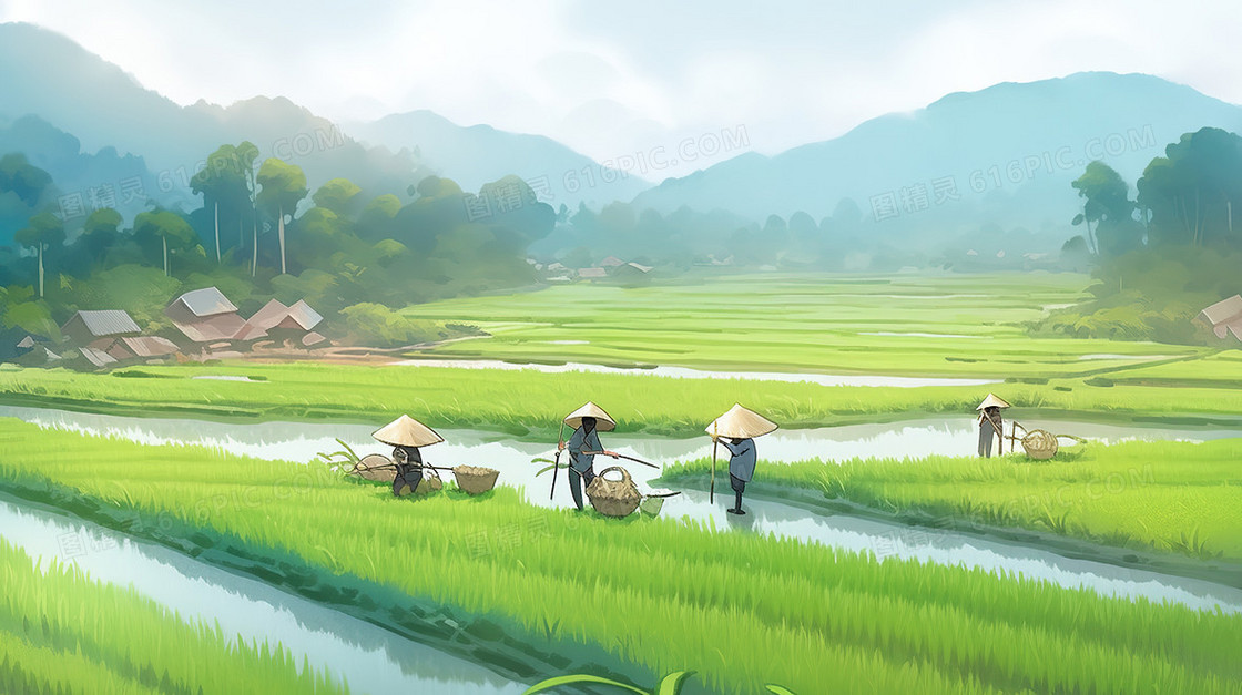 绿色水稻田野里劳作的农民插画