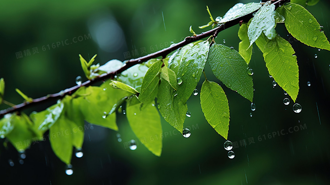 下雨天绿色植物绿植水滴露水雨水节气图片