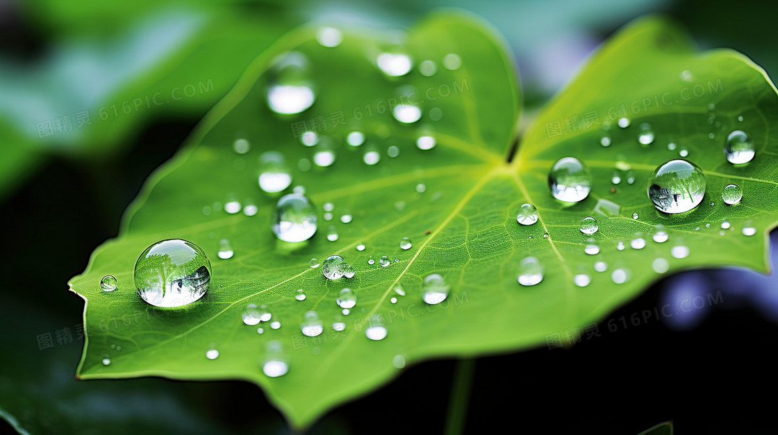 下雨天绿色植物绿植水滴露水雨水节气图片