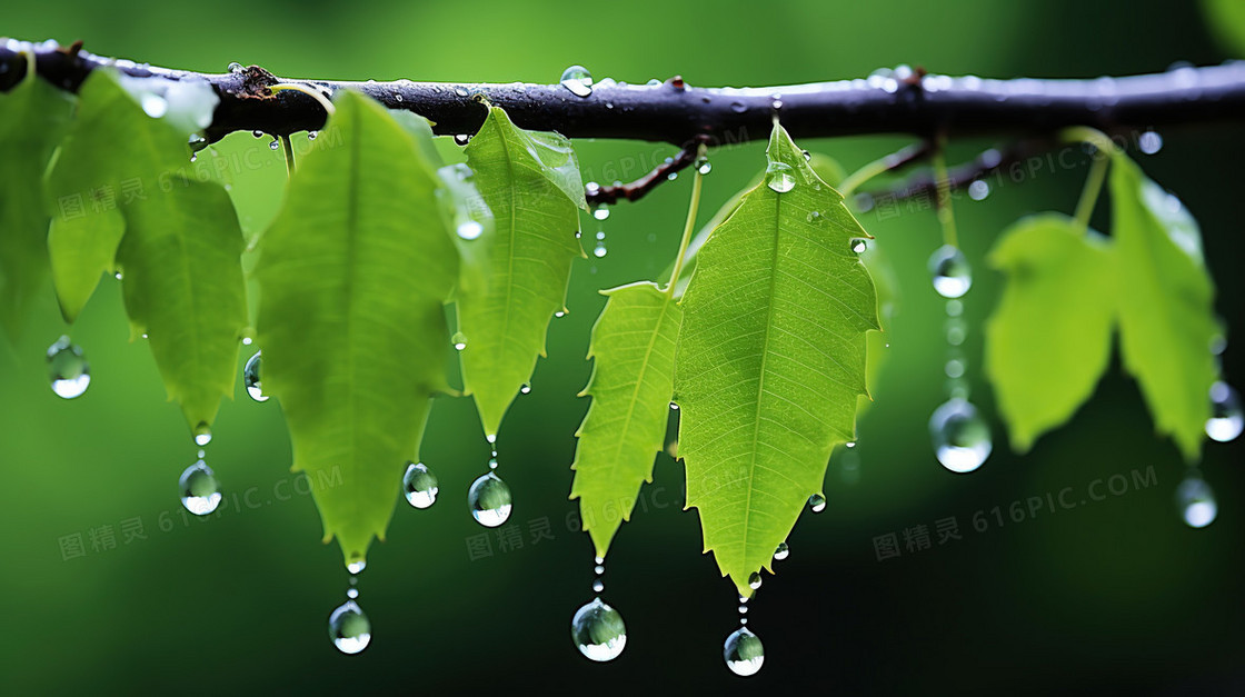 下雨天绿色植物绿植水滴露水雨水节气图片