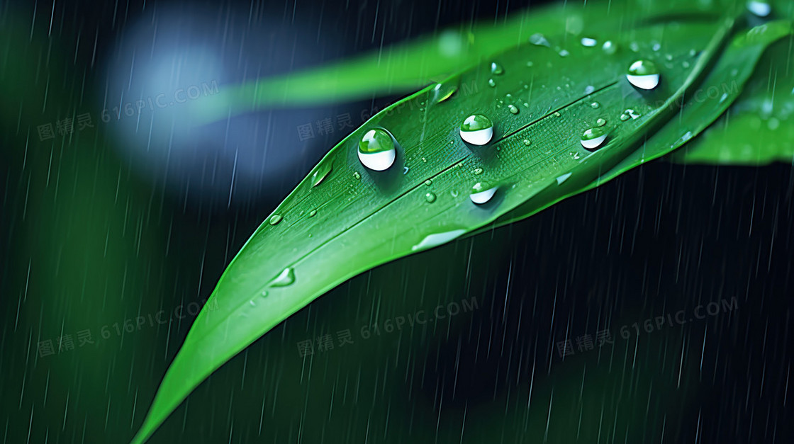 下雨天绿色植物绿植水滴露水雨水节气图片