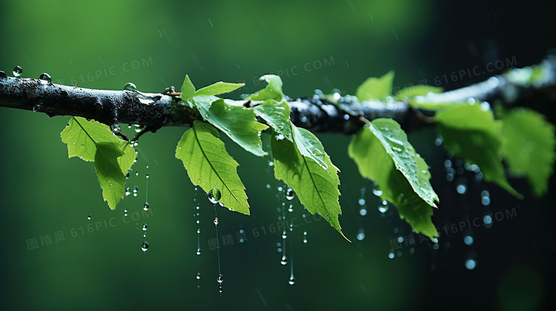 下雨天绿色植物绿植水滴露水雨水节气图片