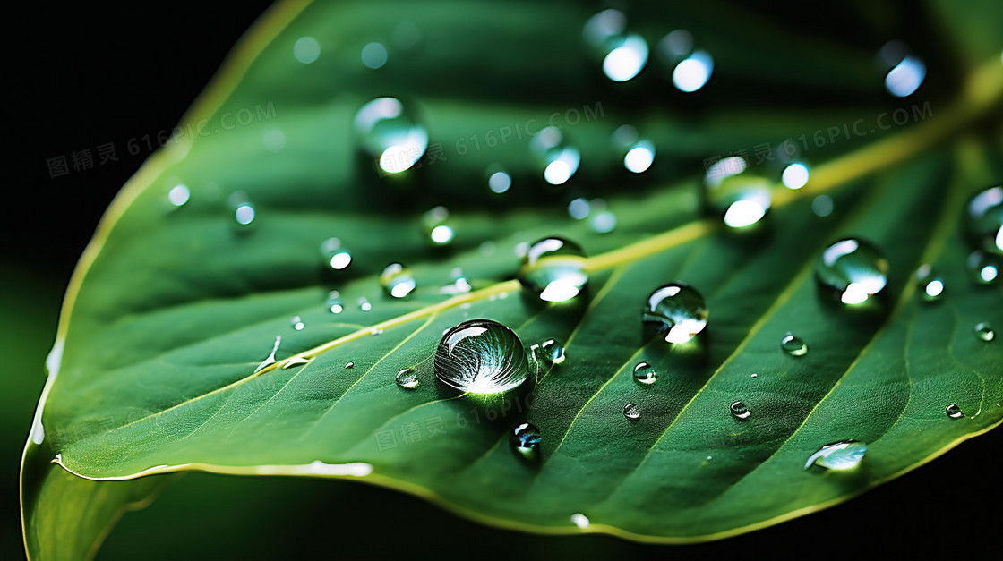 下雨天绿色植物绿植水滴露水雨水节气图片