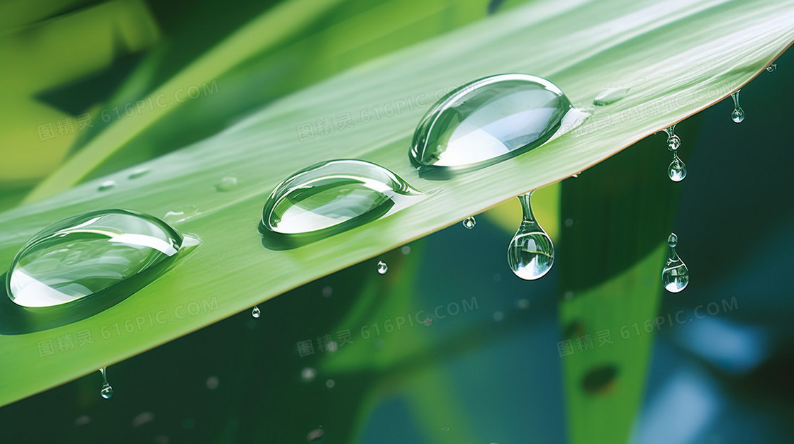 下雨天绿色植物绿植水滴露水雨水节气图片