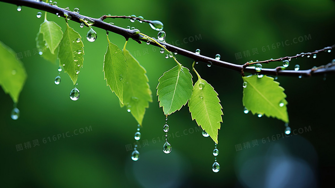 下雨天绿色植物绿植水滴露水雨水节气图片