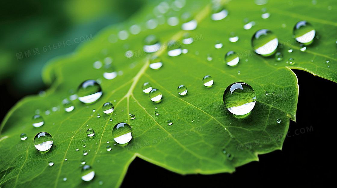 下雨天绿色植物绿植水滴露水雨水节气图片