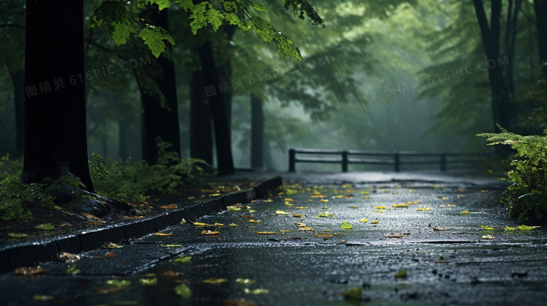 雨天枫林中的步道图片